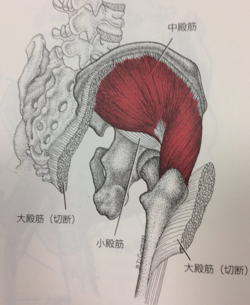 中殿筋の3つのトリガーポイントとは 形成部位と関連痛パターン トリガーポイント講習会 指圧塾